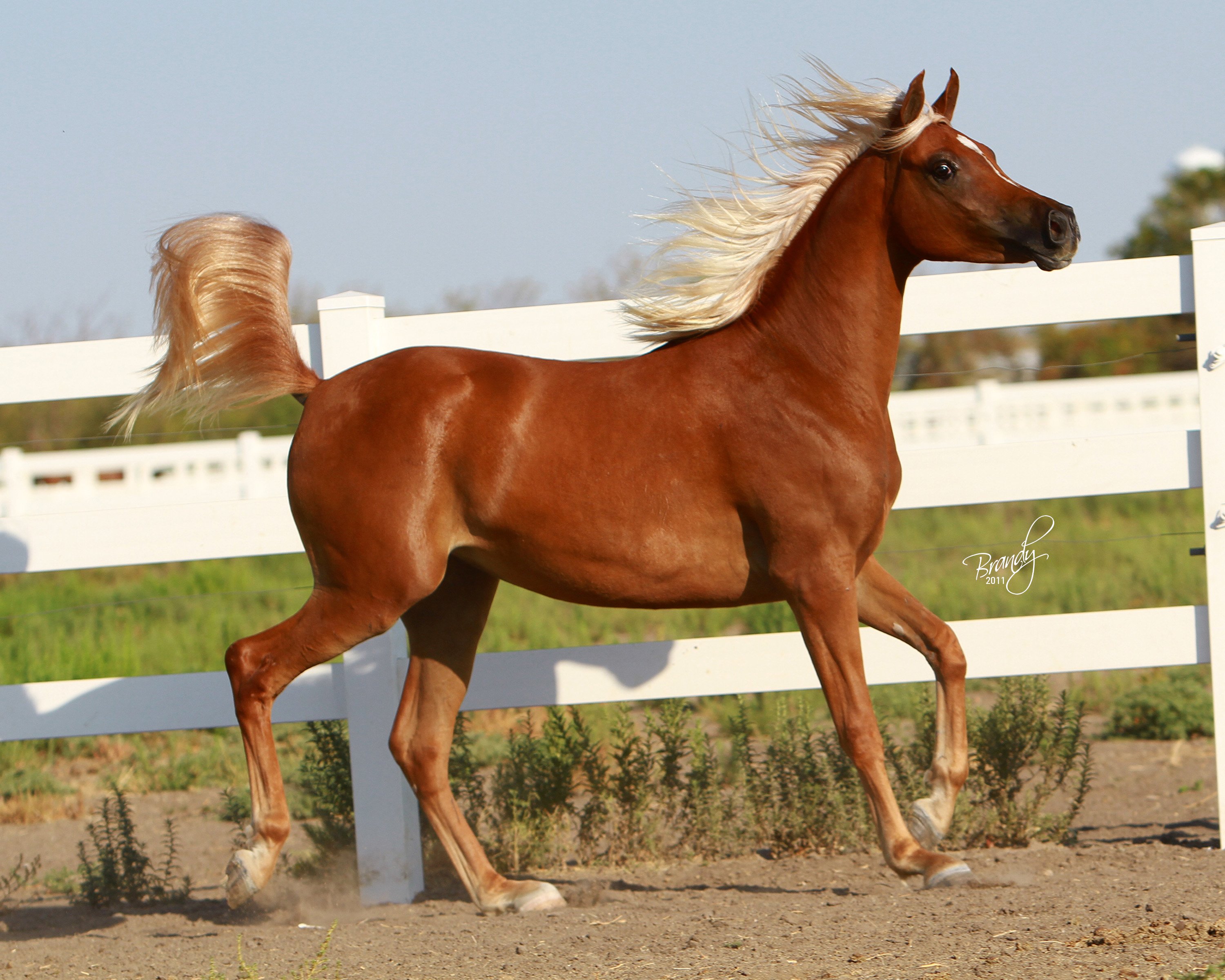 Chestnut Arabian Horse HD Desktop Wallpaper, Instagram photo