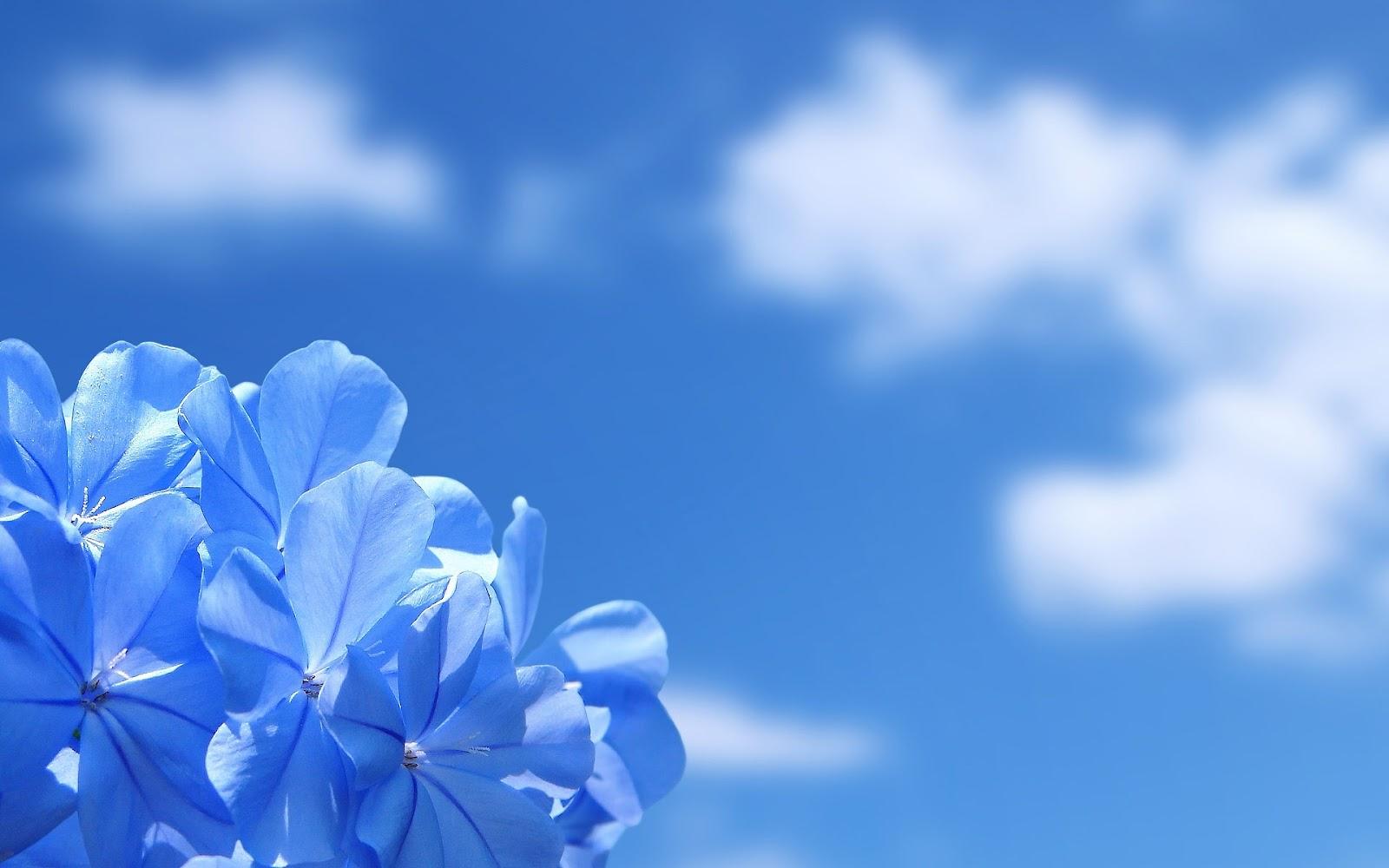 blue funeral background