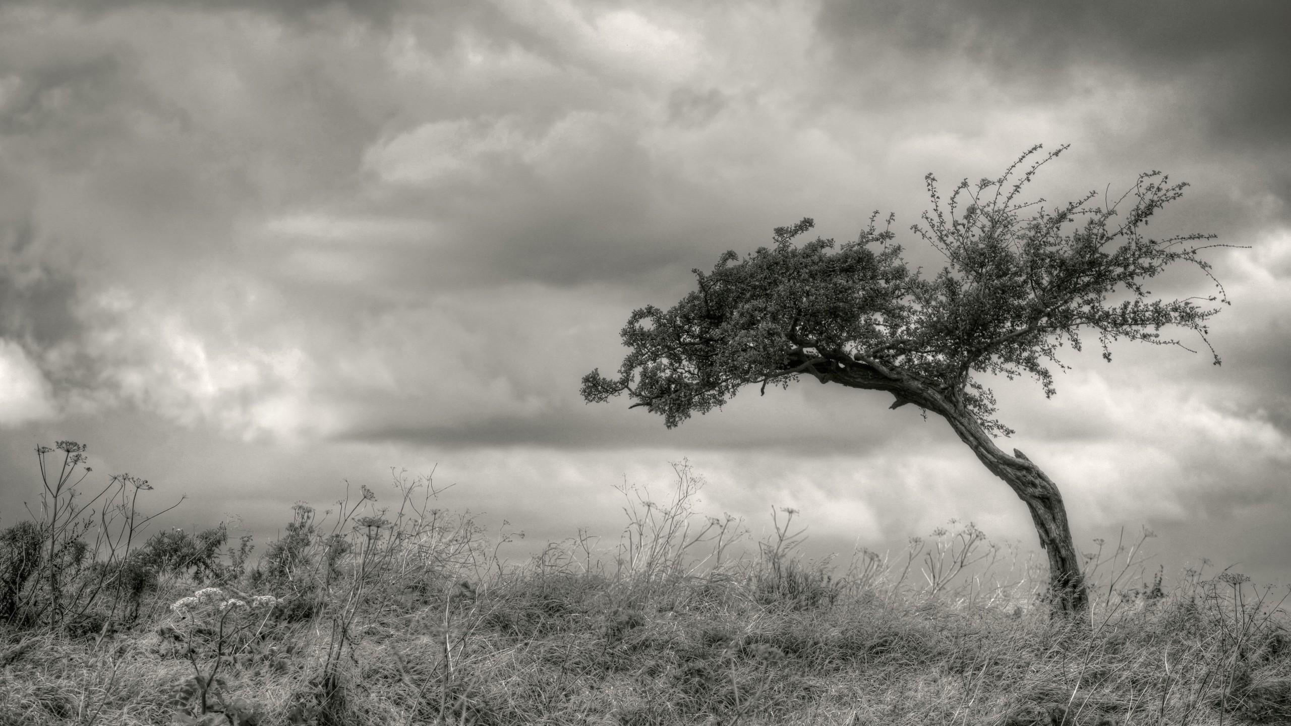 Lone Tree Wallpaper Black And Whitex1440 HD Background