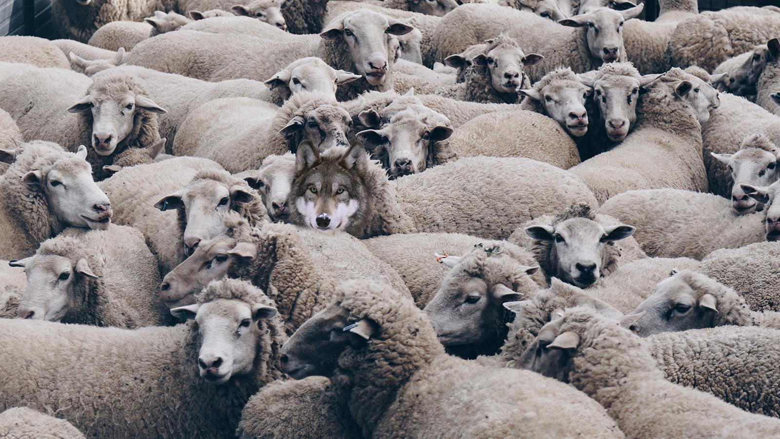 A wolf in sheep's clothing: peddlers of unproven cure in European