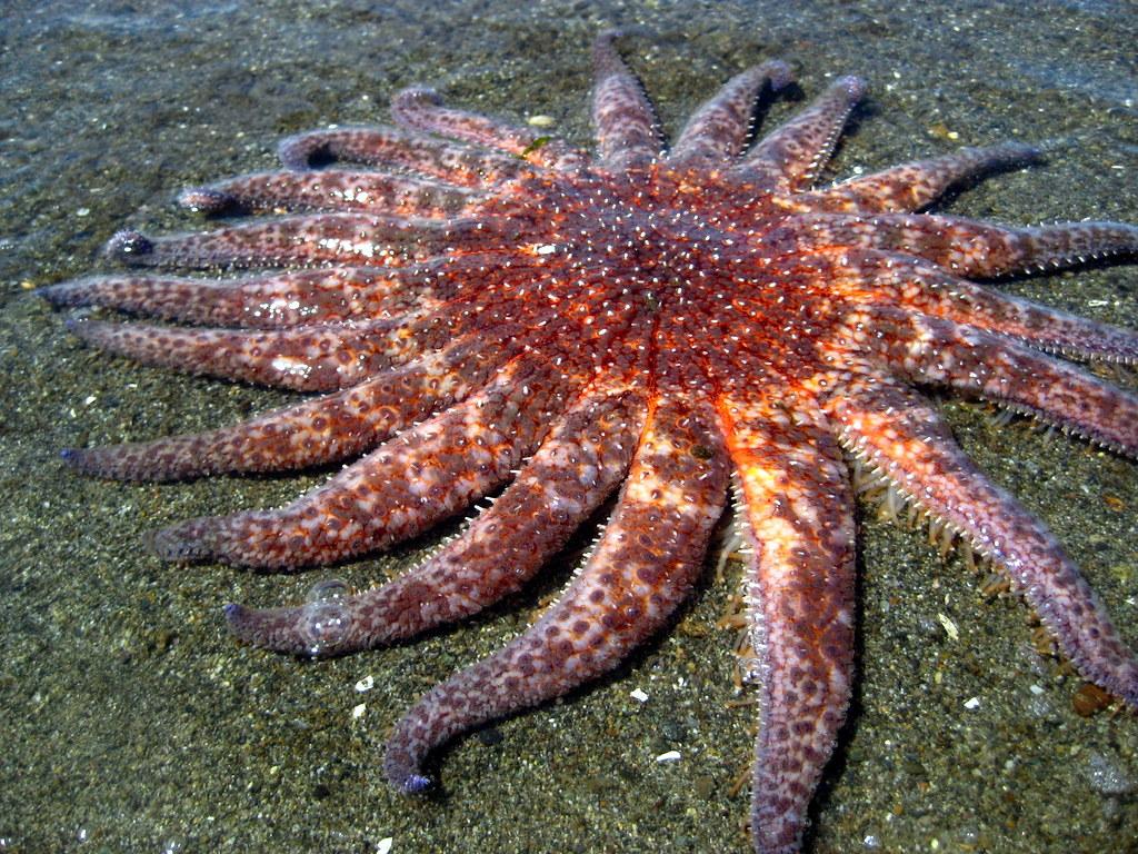 Sunflower Sea Star. May 17 Sea Star Pycnopodia