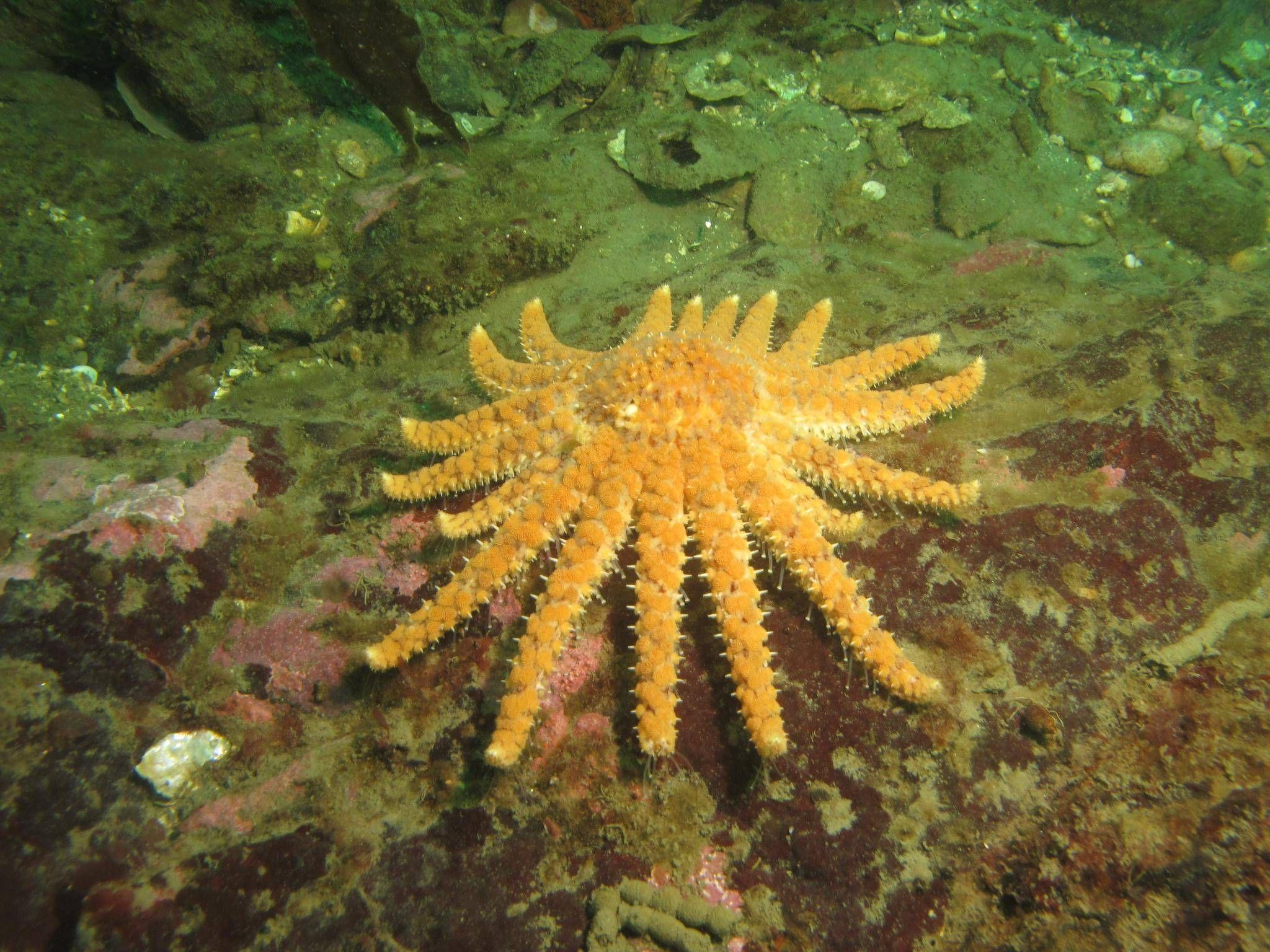 Disease devastates Sunflower sea stars in Salish Sea: researchers