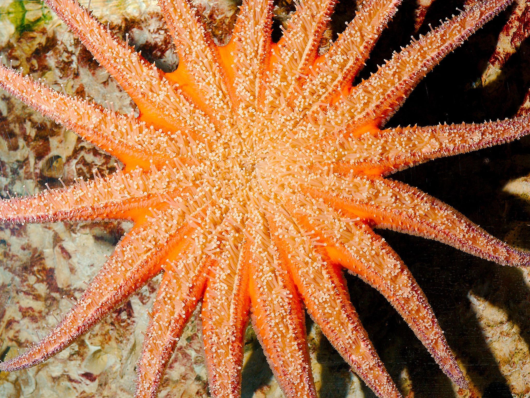 Starfish are dying out in the Pacific