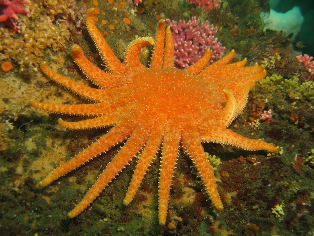 Once populous sea stars disappearing because of warm water