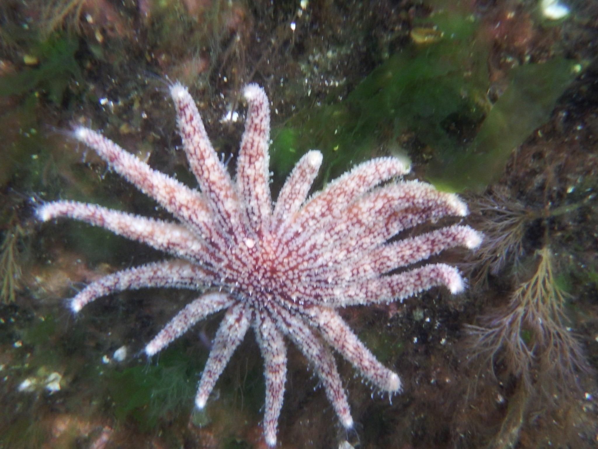 Sunflower Sea Star (Pycnopodia helianthoides) · iNaturalist.org