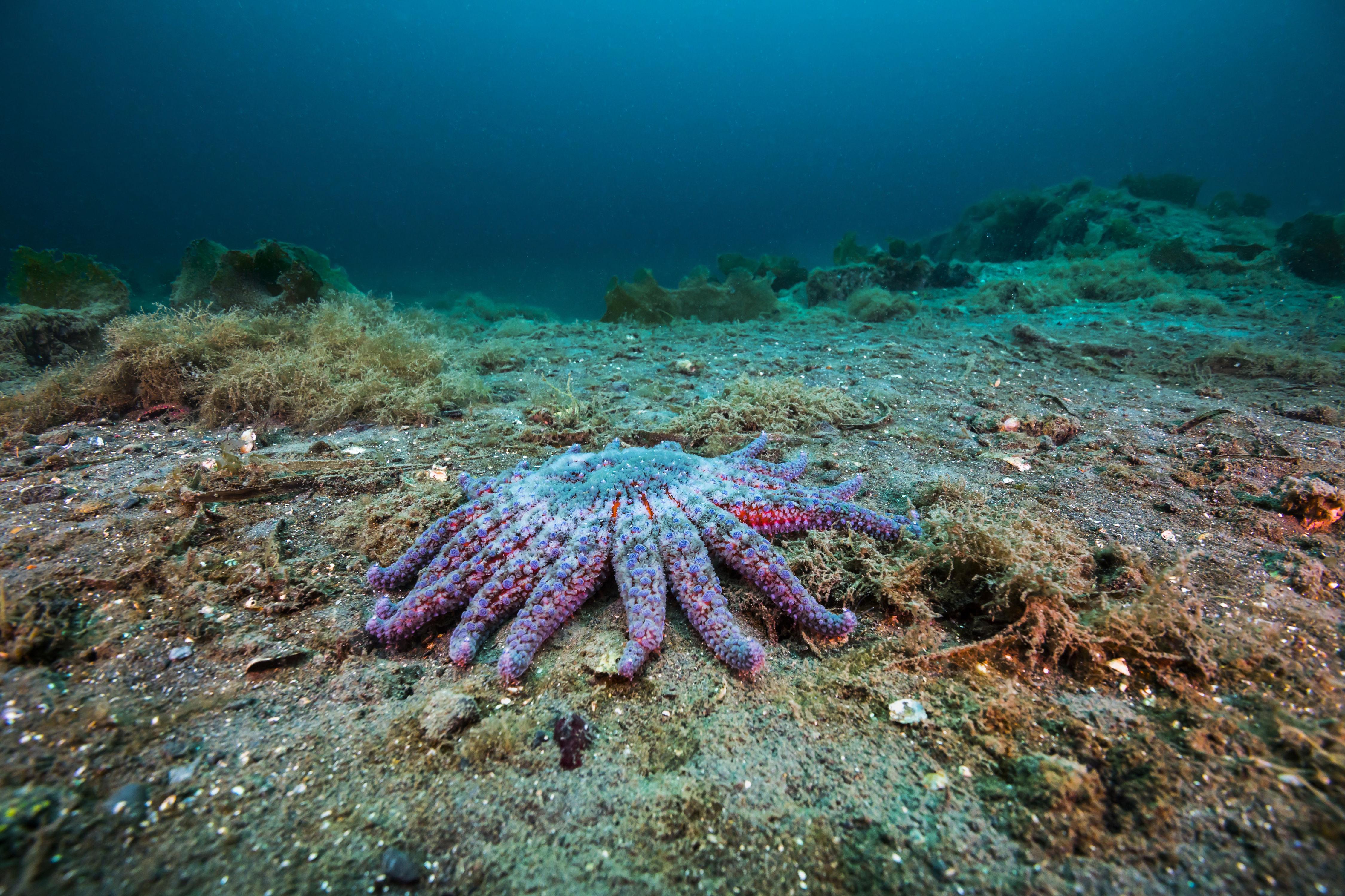 Starfish Have Been Dying in Record Numbers—Now Scientists Think They