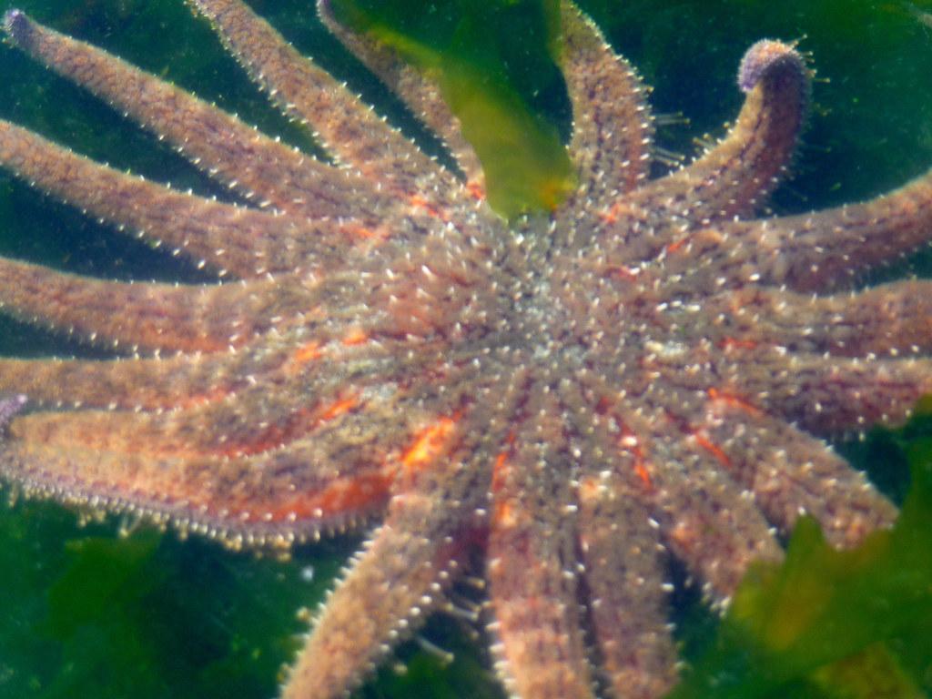 Sunflower Sea Star, Lots O' Legs