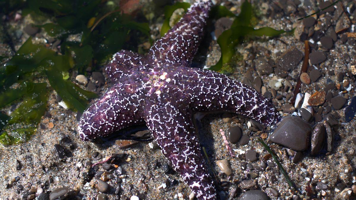 In search of the starfish killer: the quest to save the original