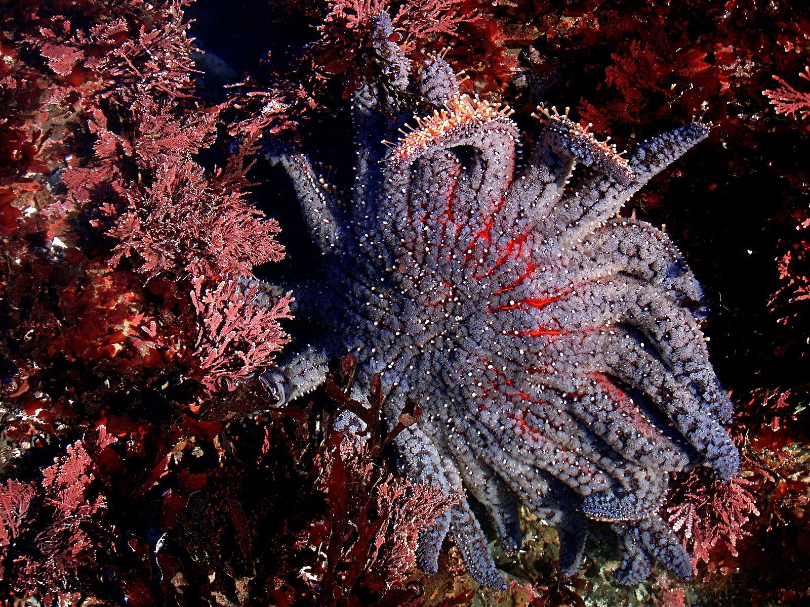 Epidemic Reveals Importance Of Sea Stars To Kelp Forests. X Ray Mag