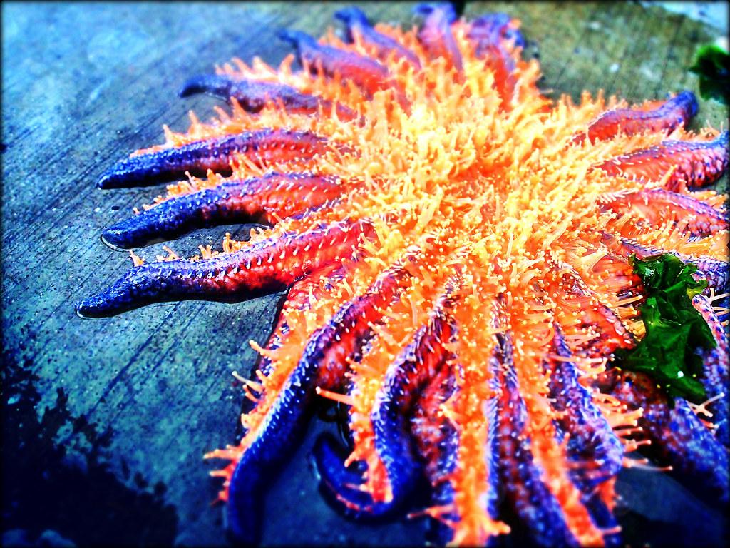 Day 19. Sunflower Sea Star helianthoides. David Siu