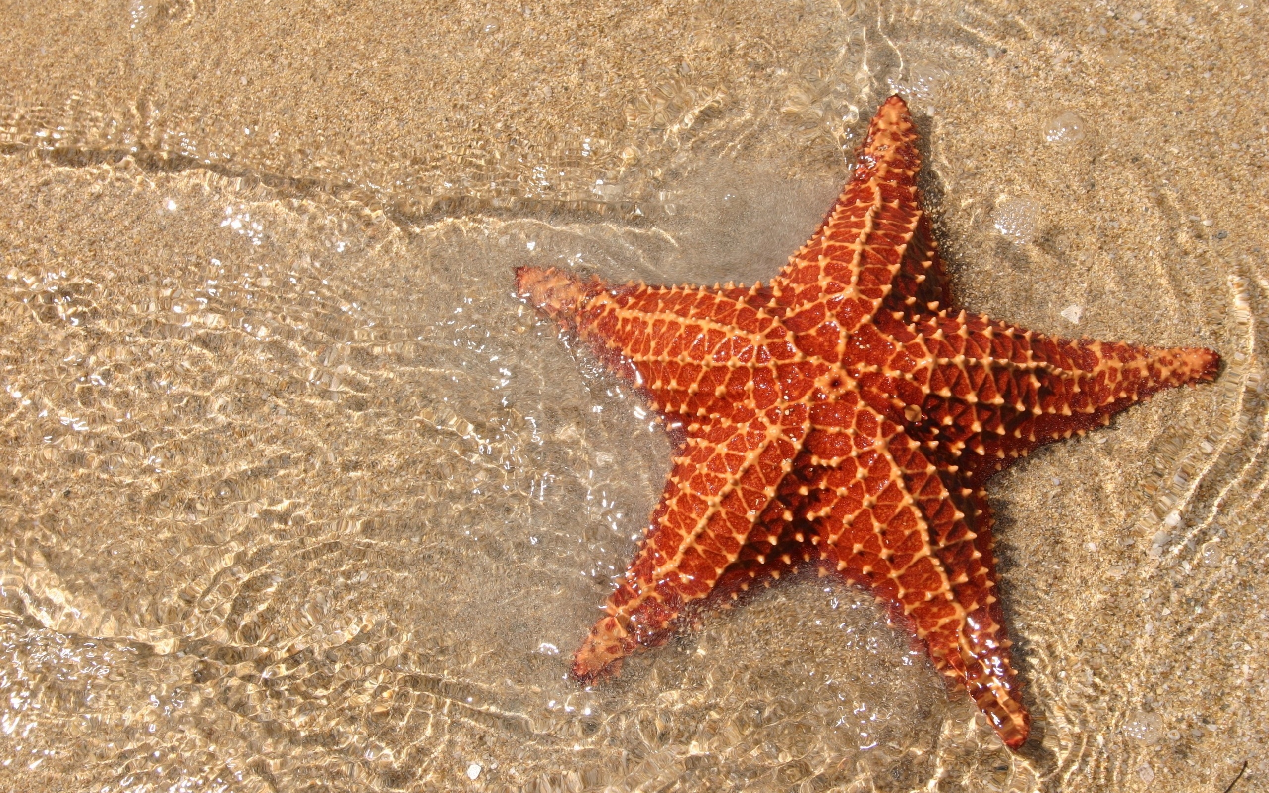 Cool Facts About Starfish