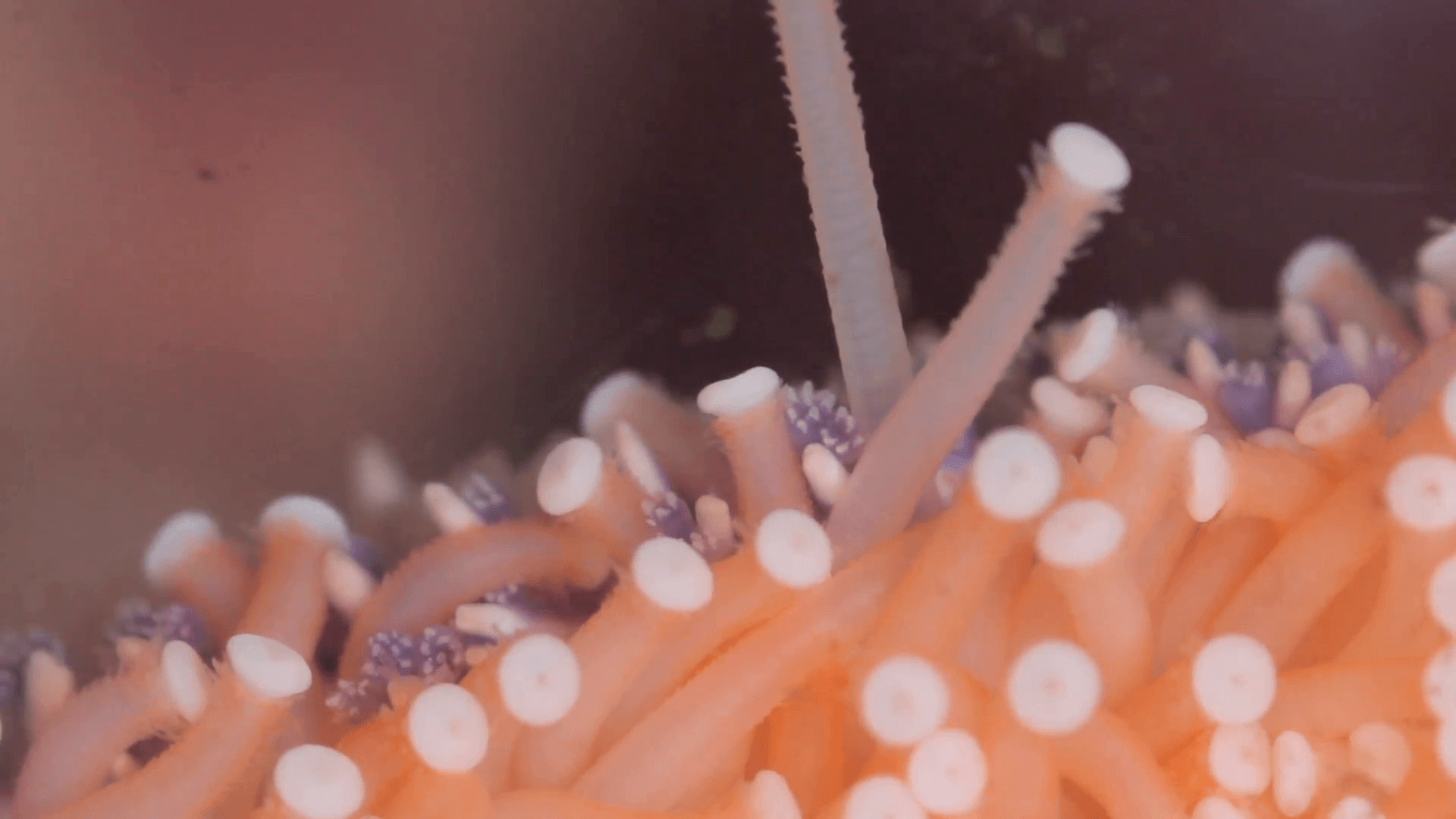 Macro view of tube feet from a live sunflower seastar starfish