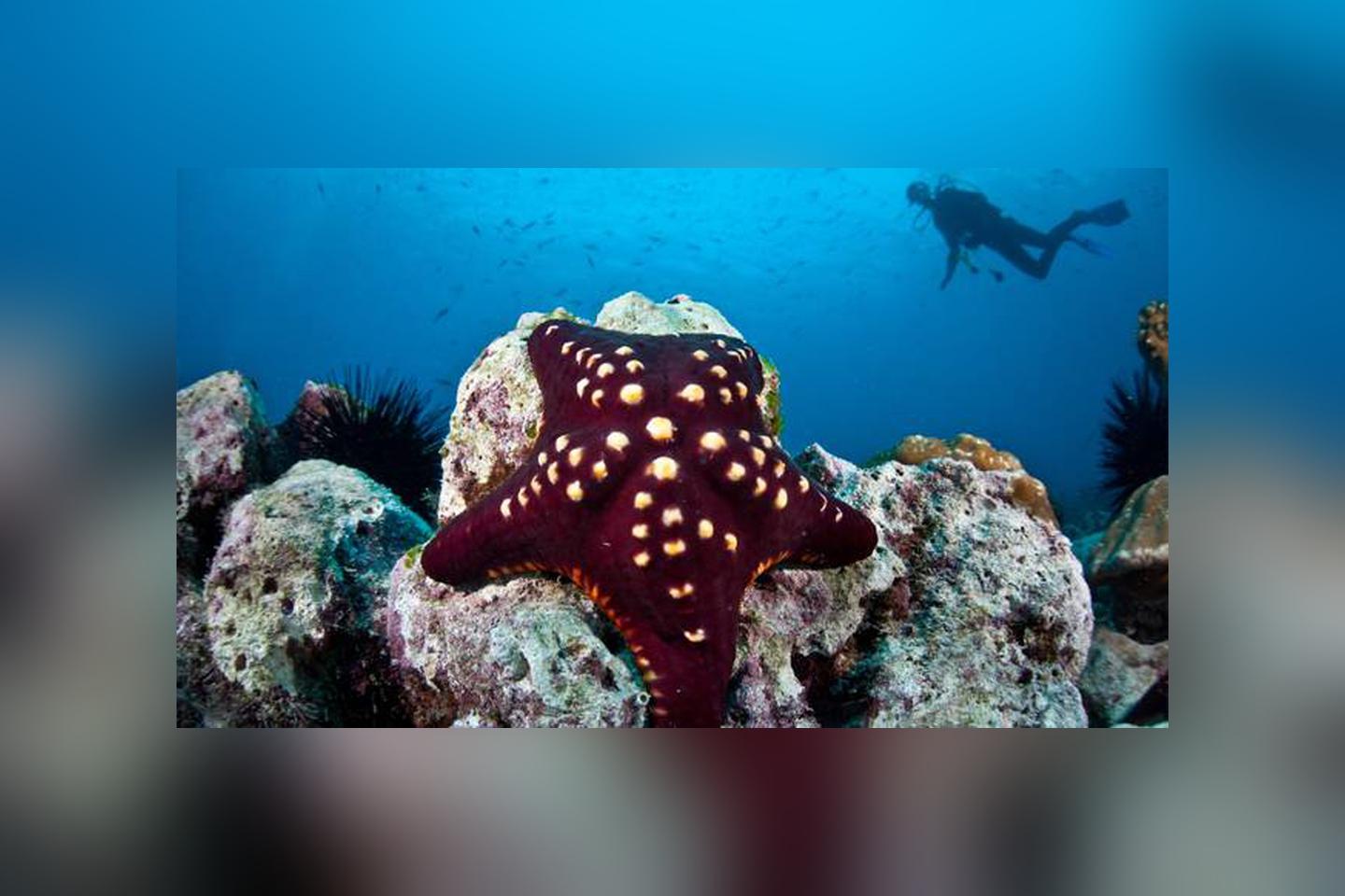 bizarre and beautiful starfish species. MNN Nature Network