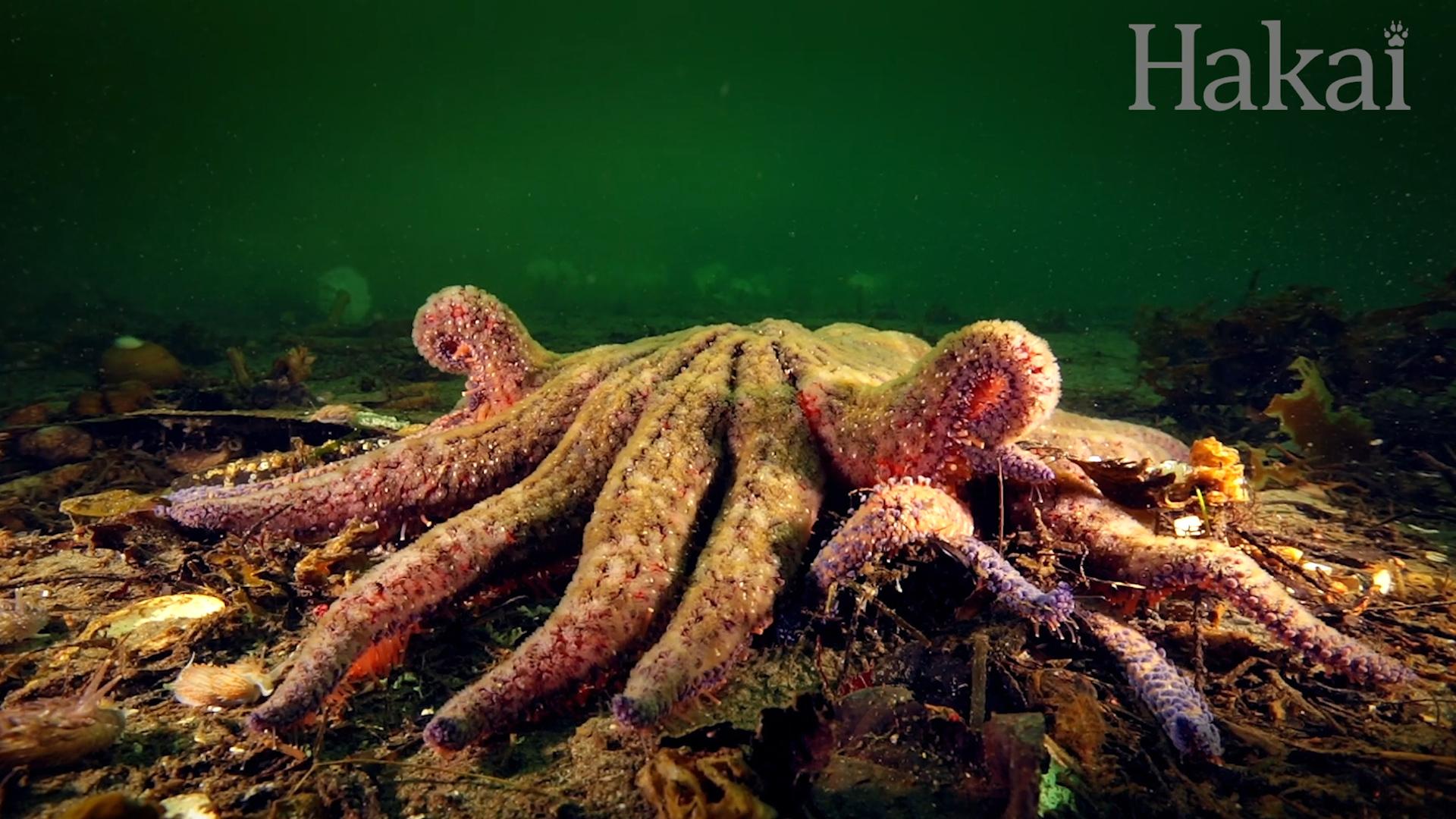 These sea stars are vanishing from the Pacific Ocean