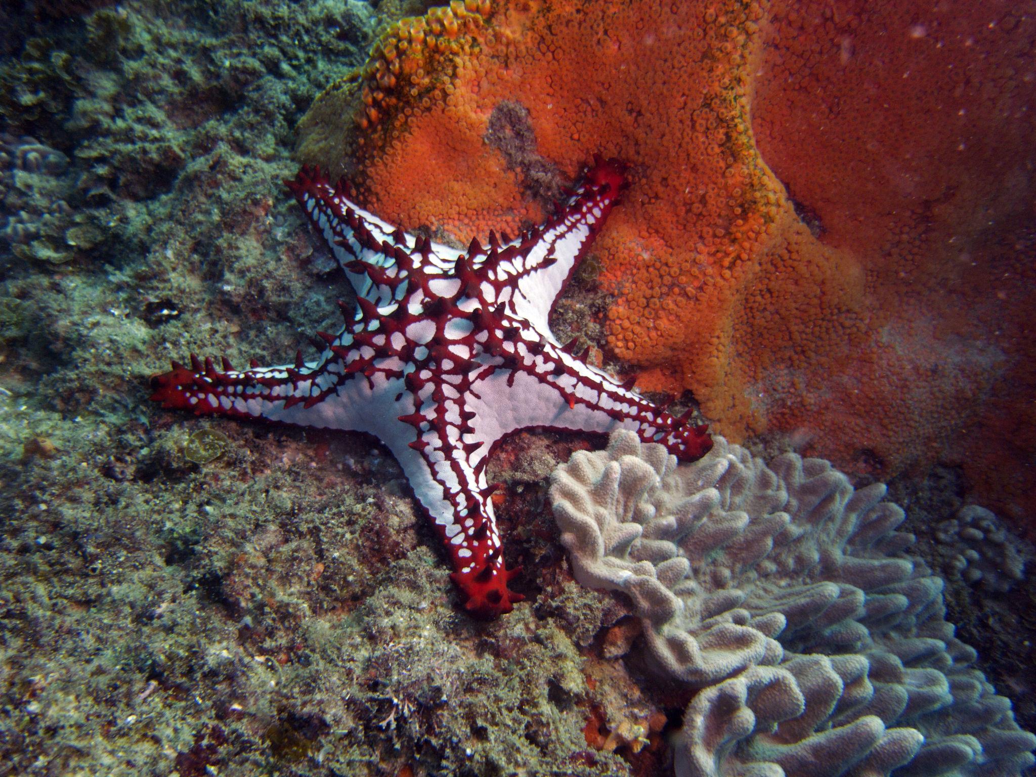 Fab Photo Friday: Starfish Creature Feature!. Travels with Tam!