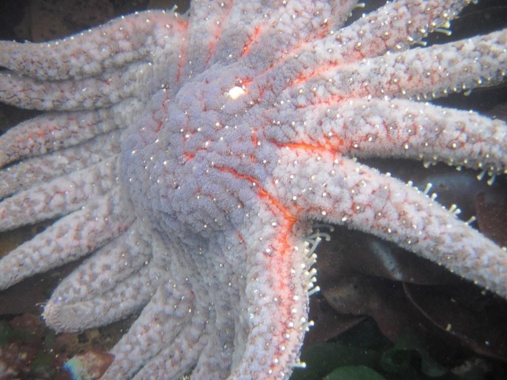 Sunflower Sea Star Snapshot Cal Coast 2016 Most Wanted Species
