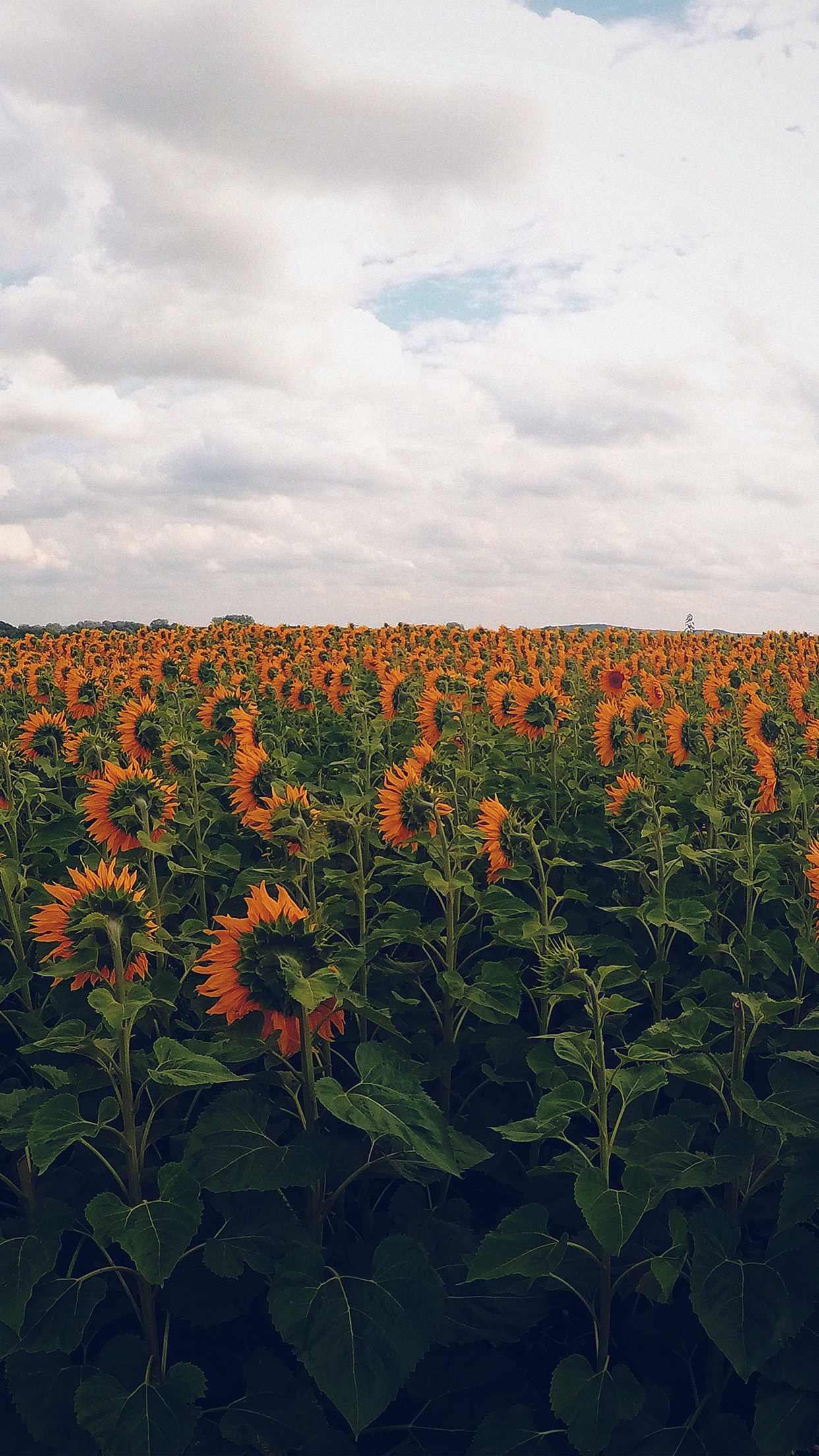 iPhone 6 wallpaper. sunflower field nature