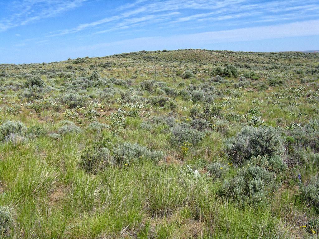 Columbia Basin Shrub Steppe. Three Tip Sagebrush Idaho Fesc