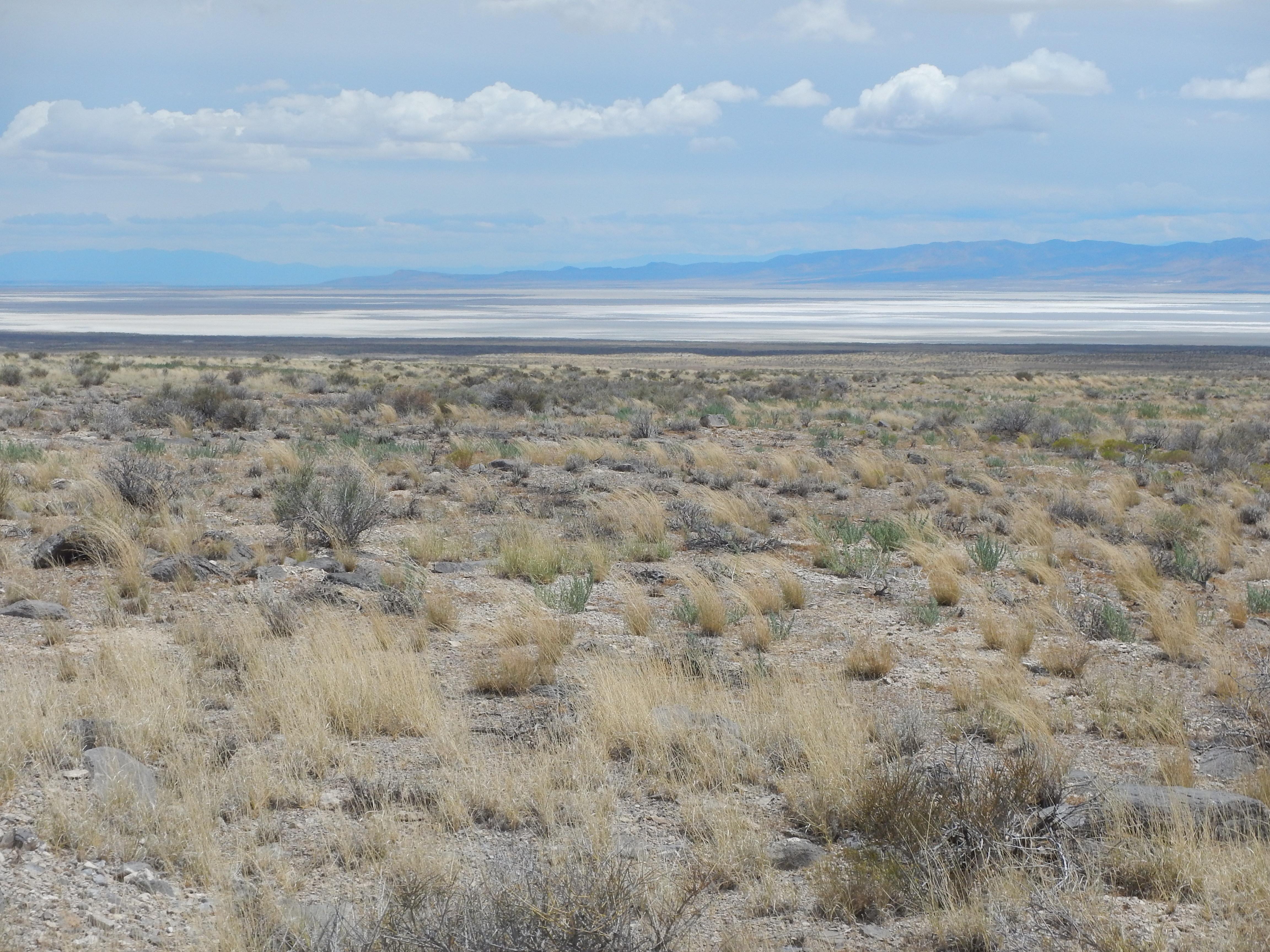 Shrub steppe, Sevier Desert (Sevier Lake in background), UT