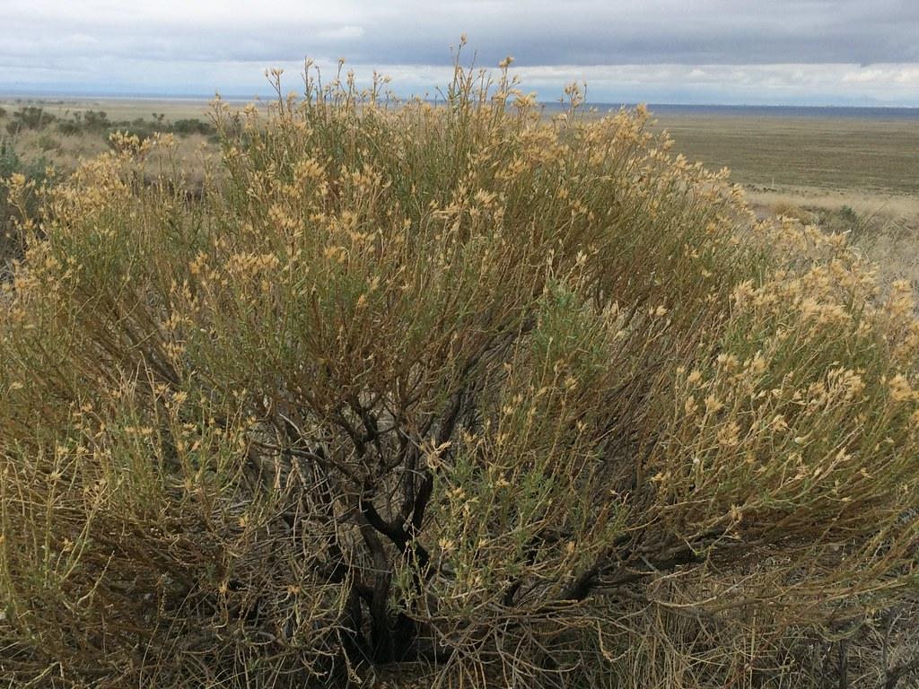 Chrysothamnus nauseosus: San Luis Valley shrub steppe