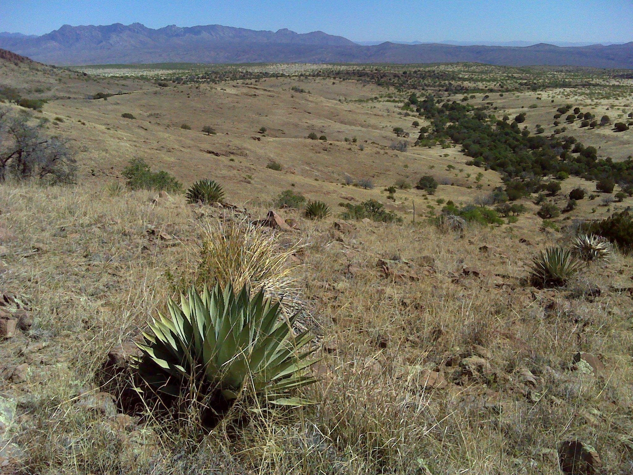 Apacherian Chihuahuan Semi Desert Grassland And Steppe. Arizona