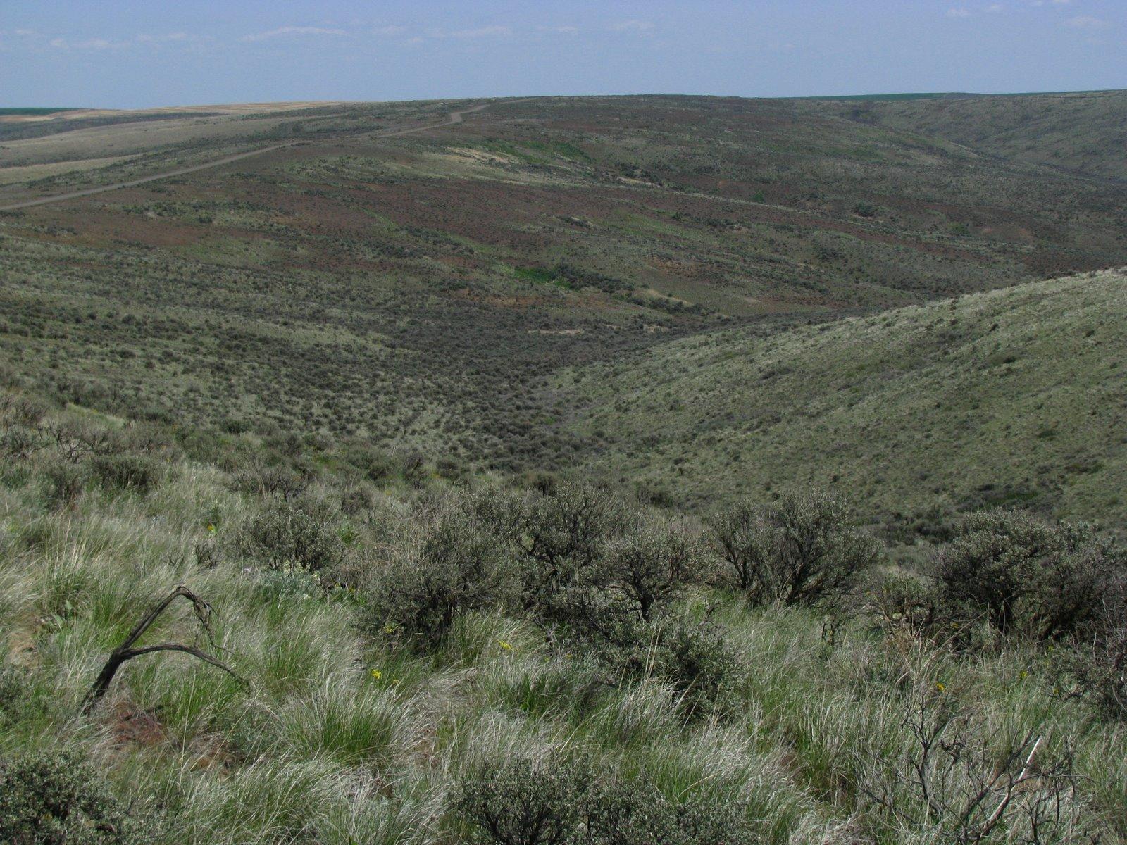 Shrub Steppe: Washington's Disappearing Sea