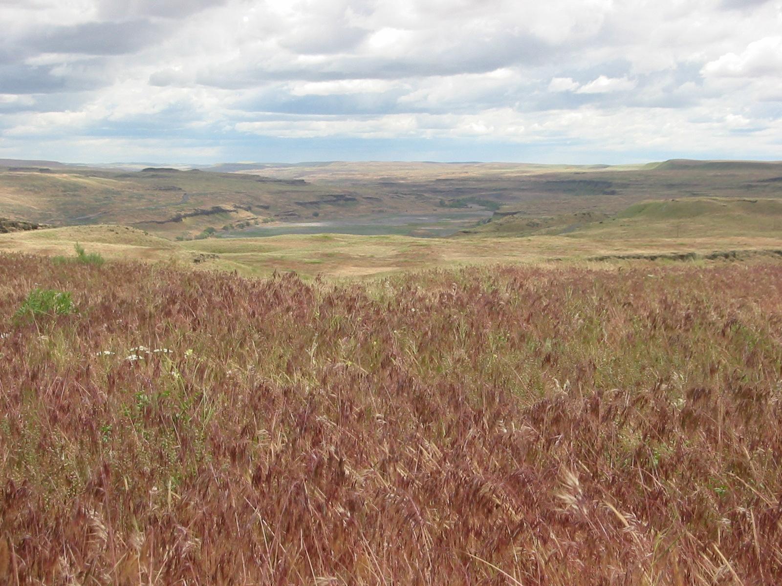 Kahlotus NAP Shrub Steppe Restoration