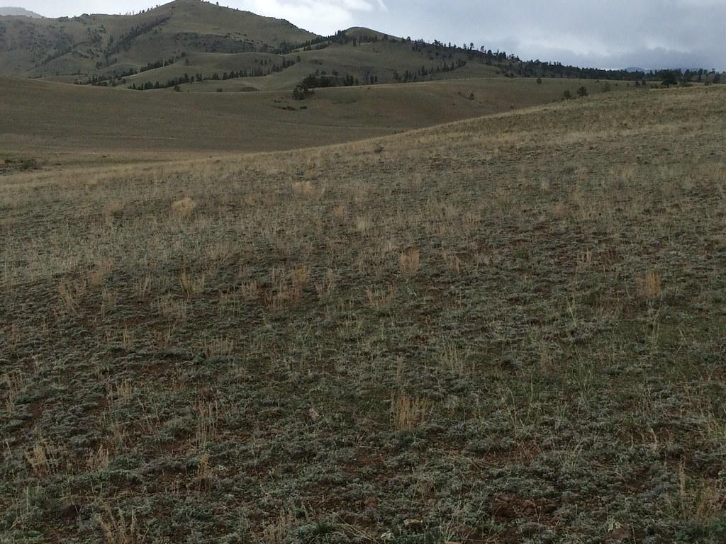 Shrub steppe east of Cochetopa Pass, Colorado. The shrub st