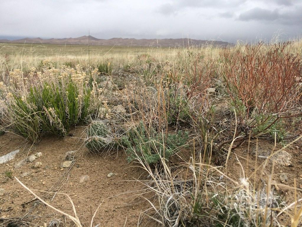 Gutierrezia sarothrae: San Luis Valley shrub steppe
