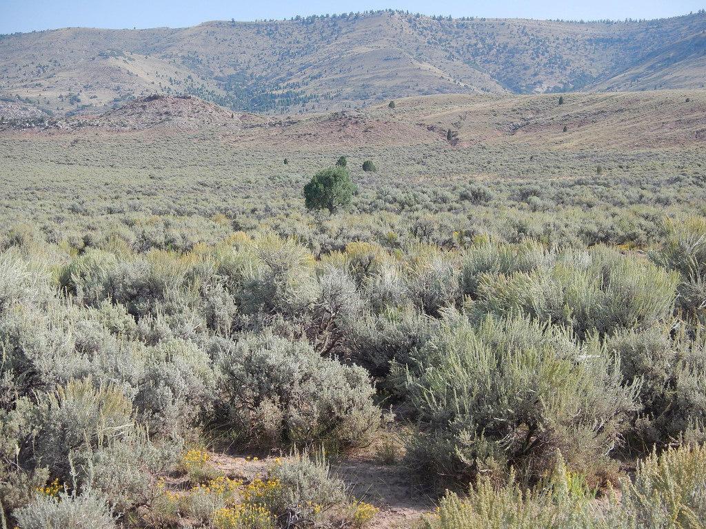 For The Love Of Sagebrush, Protecting A Vulnerable Ecosystem In Utah