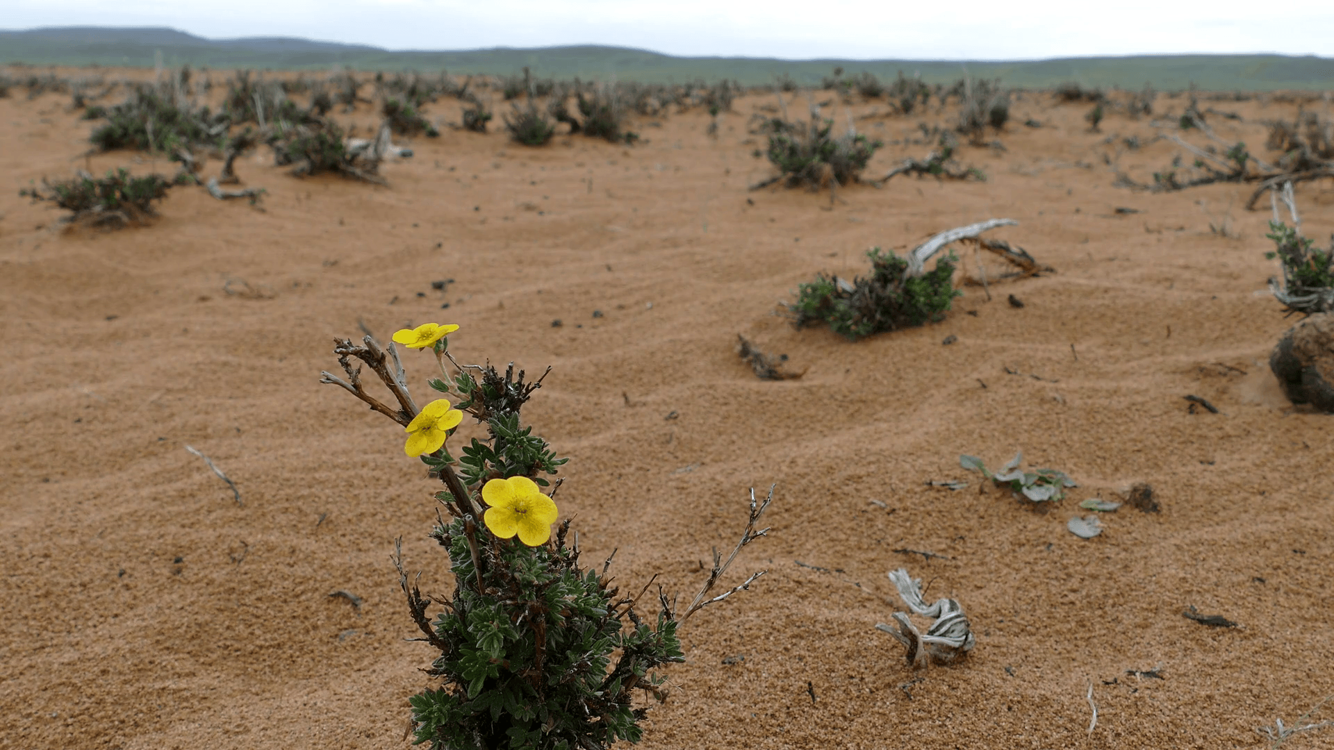 Sandy steppe, covered with small bushes of plants shrubby cinquefoil