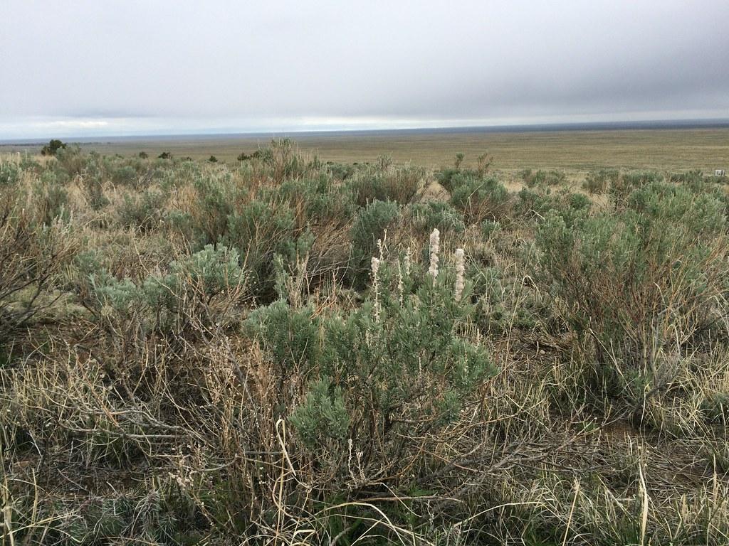 Krascheninnikovia lanata: San Luis Valley shrub steppe