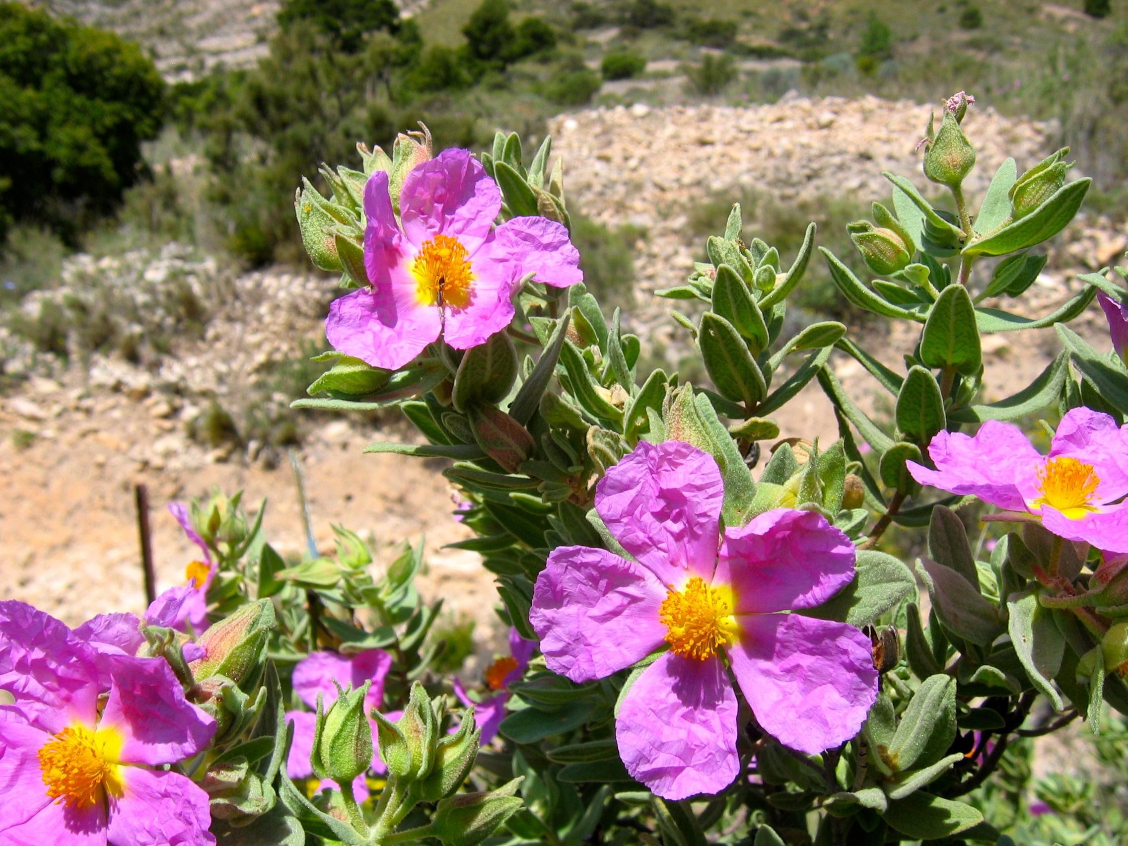 Vegetable, Steppe, Jara, Shrub, Flowers, flower, purple free image