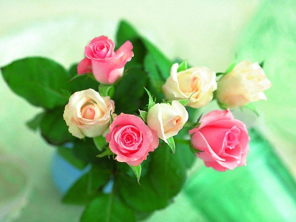 Special for Valentine's Day, Awesome Rose Day Love