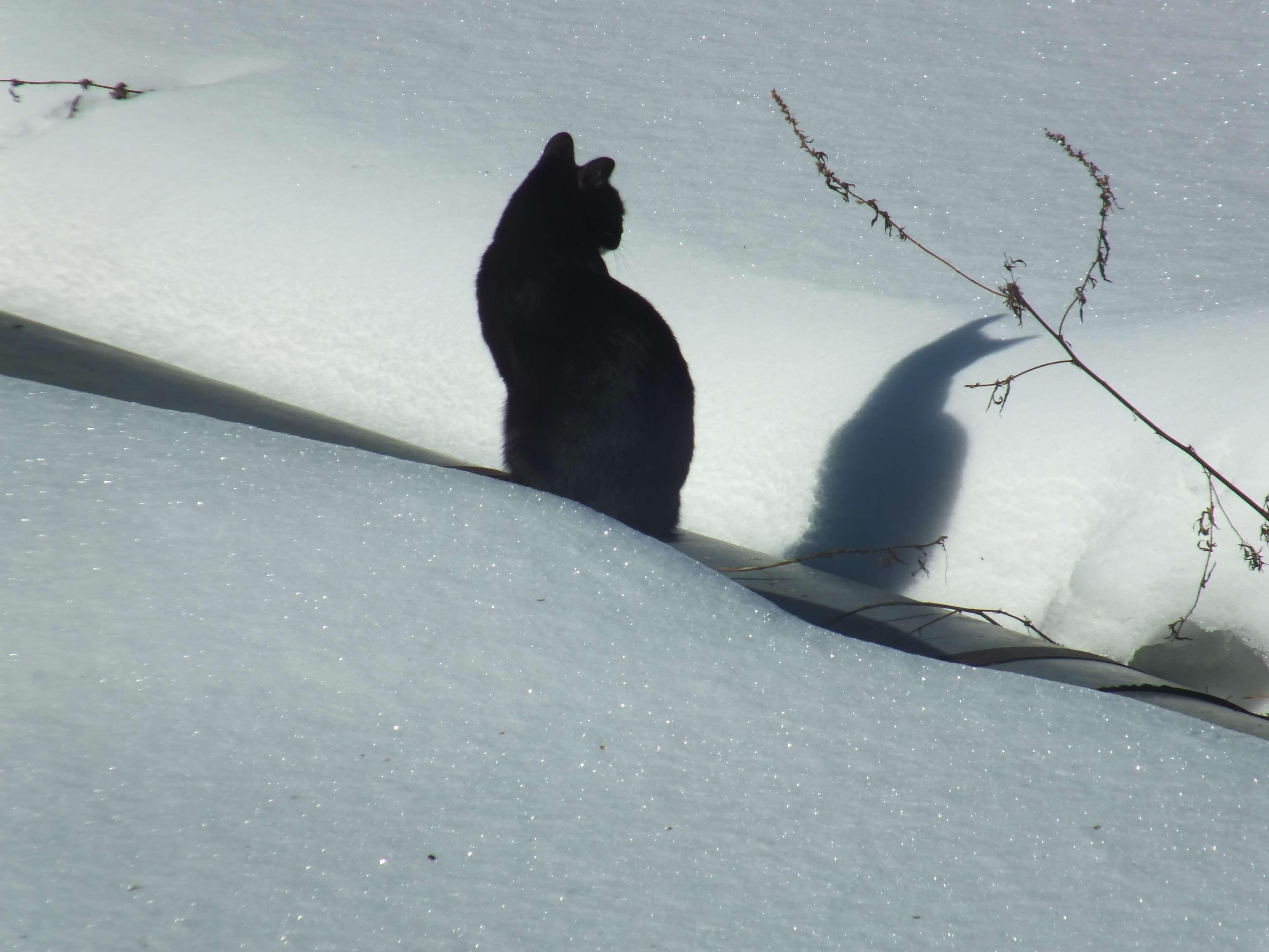 black cat, cat, frost, shadows, snow, winter 4k wallpaper and background