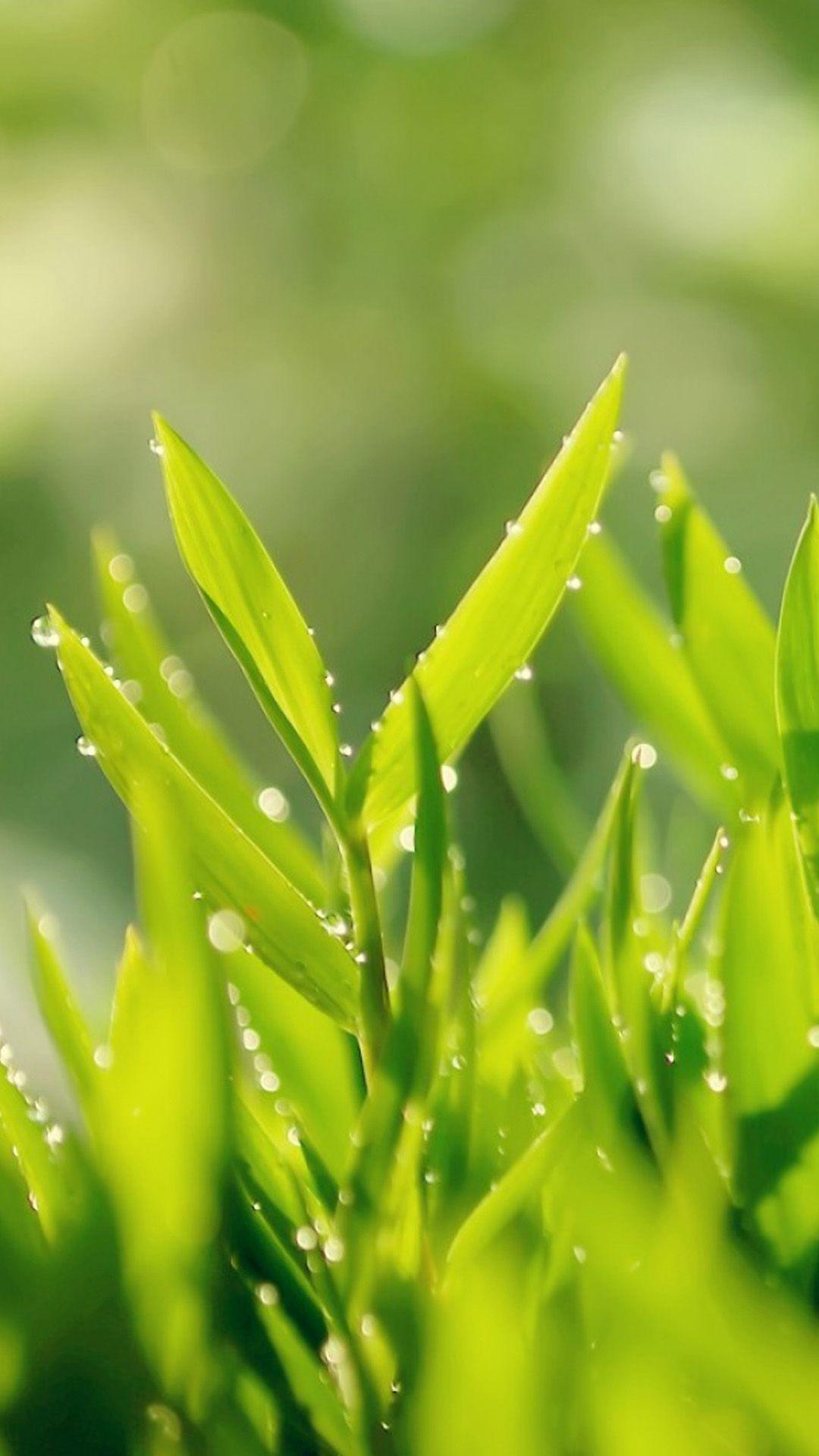 Morning Dew Leaves Macro iPhone 6 wallpaper