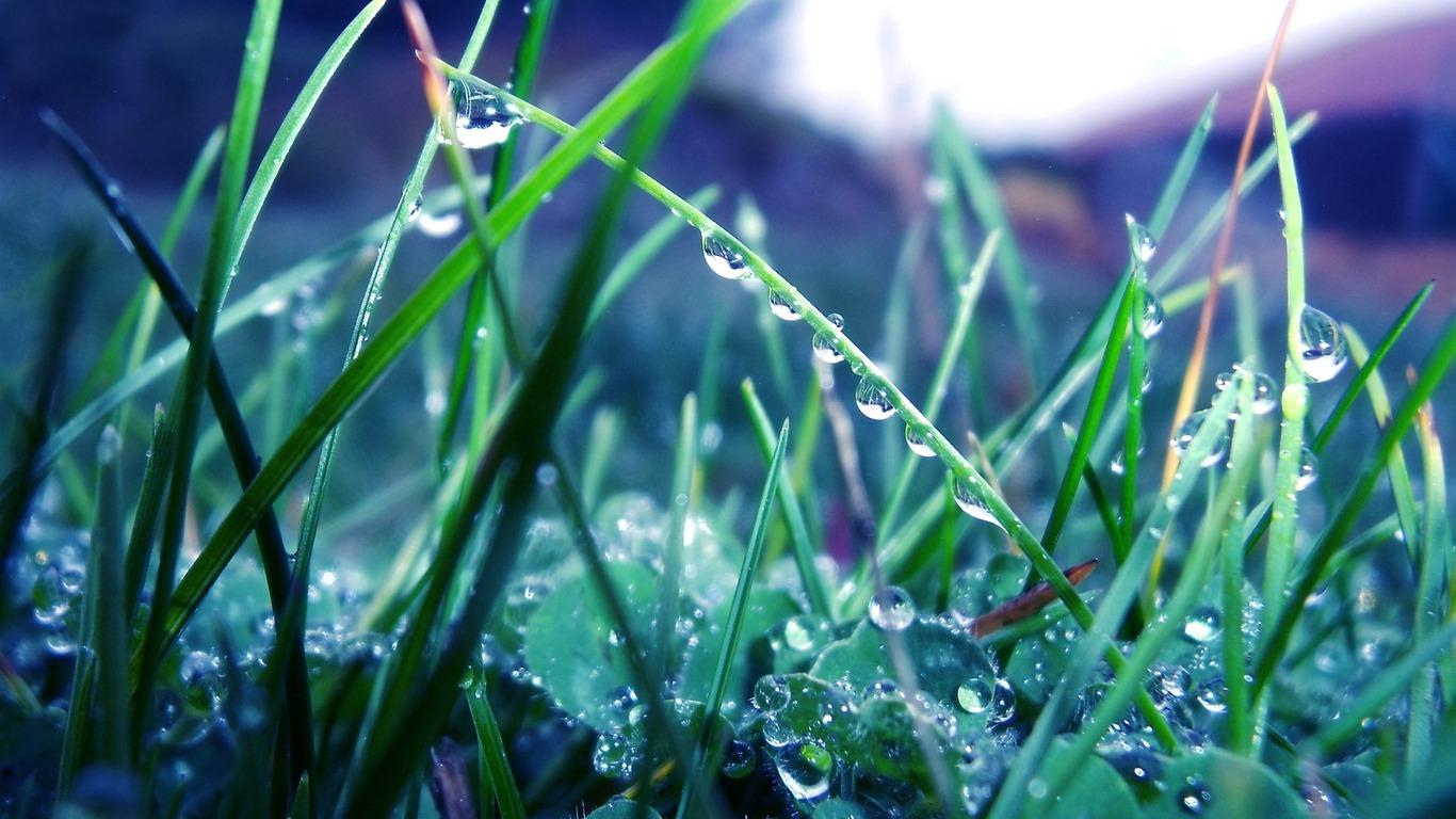 Download wallpaper 1366x768 grass, morning, dew, drops, light tablet