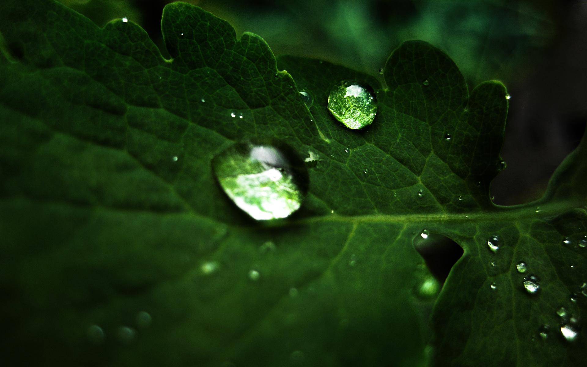 green, nature, leaves, water drops, macro, dew wallpaper