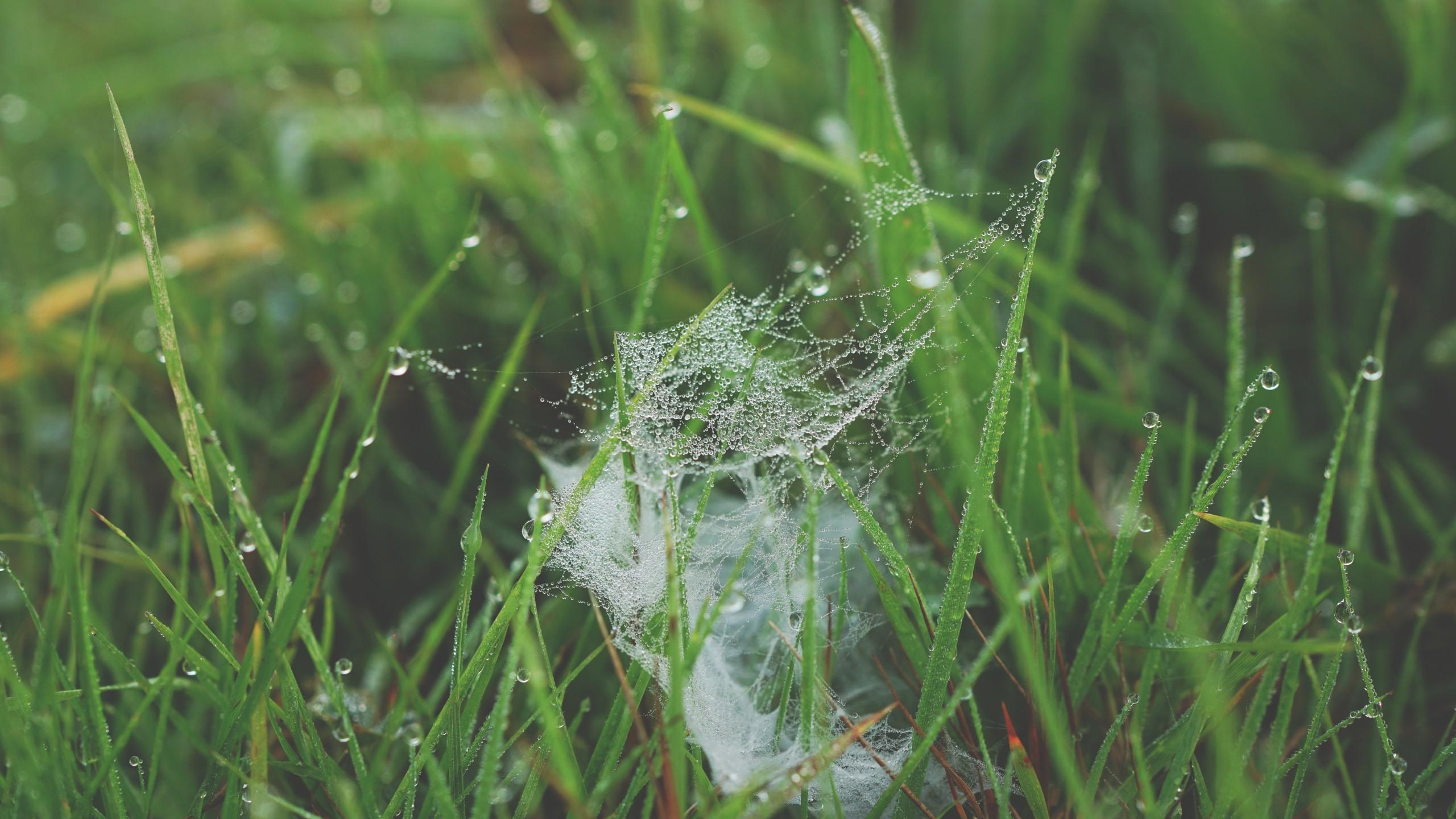 Download 2560x1440 Web, Grass, Dew Wallpaper for iMac 27 inch