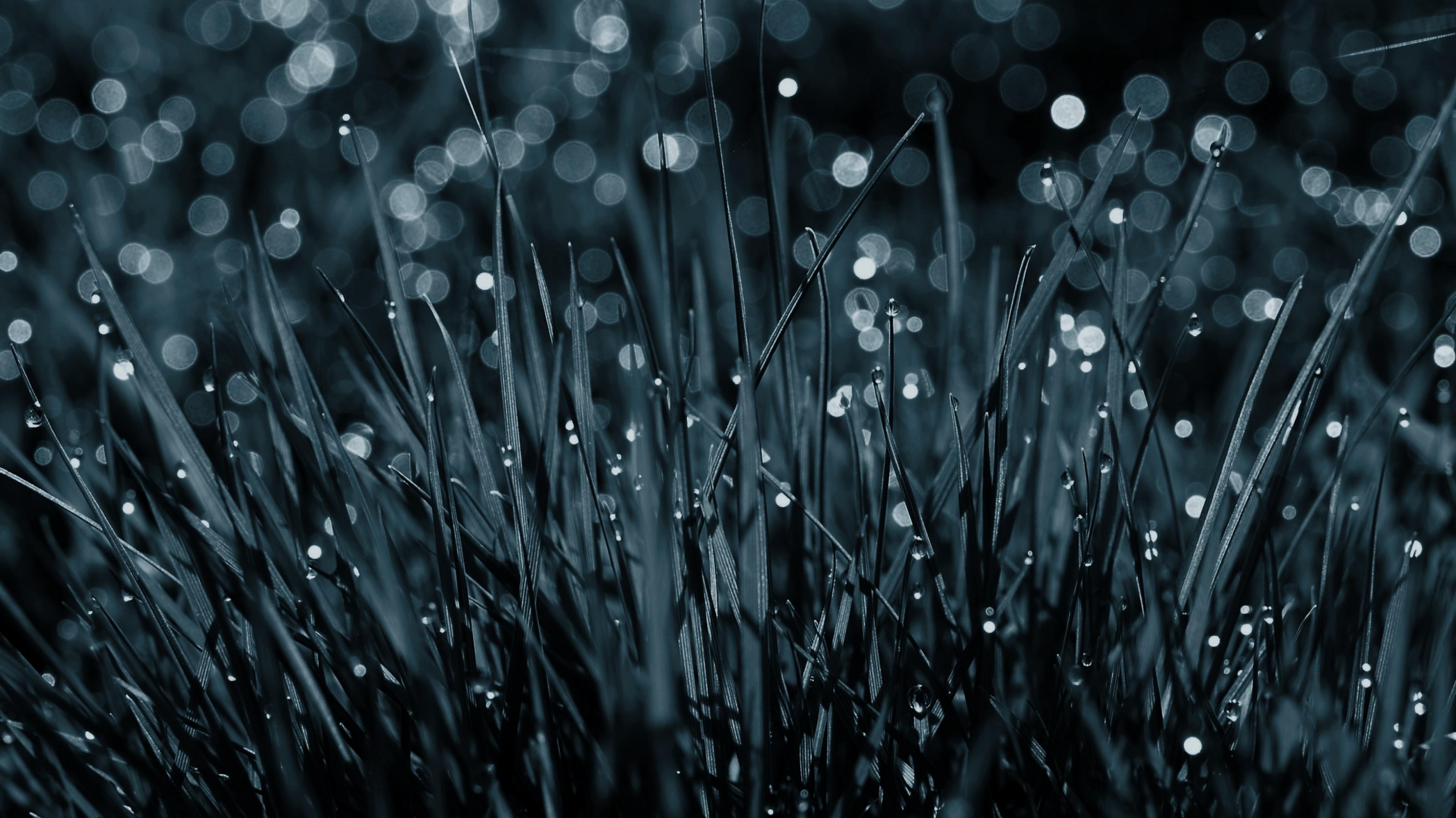 Wallpaper Grass, 4k, HD wallpaper, blue, dew, drops, Nature
