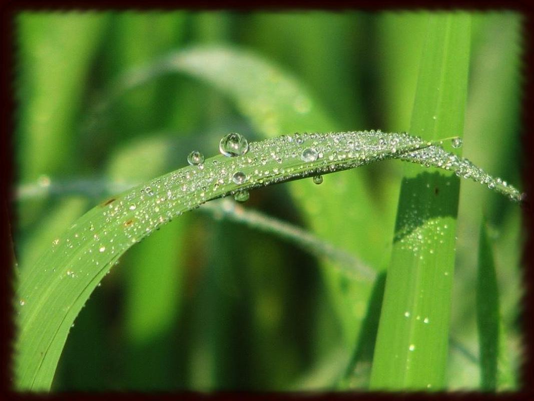 Morning Dew Wallpaper for Android