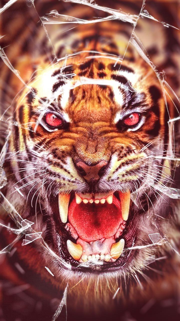 Screaming tiger wallpaper with broken glass effect. Bloody eyes