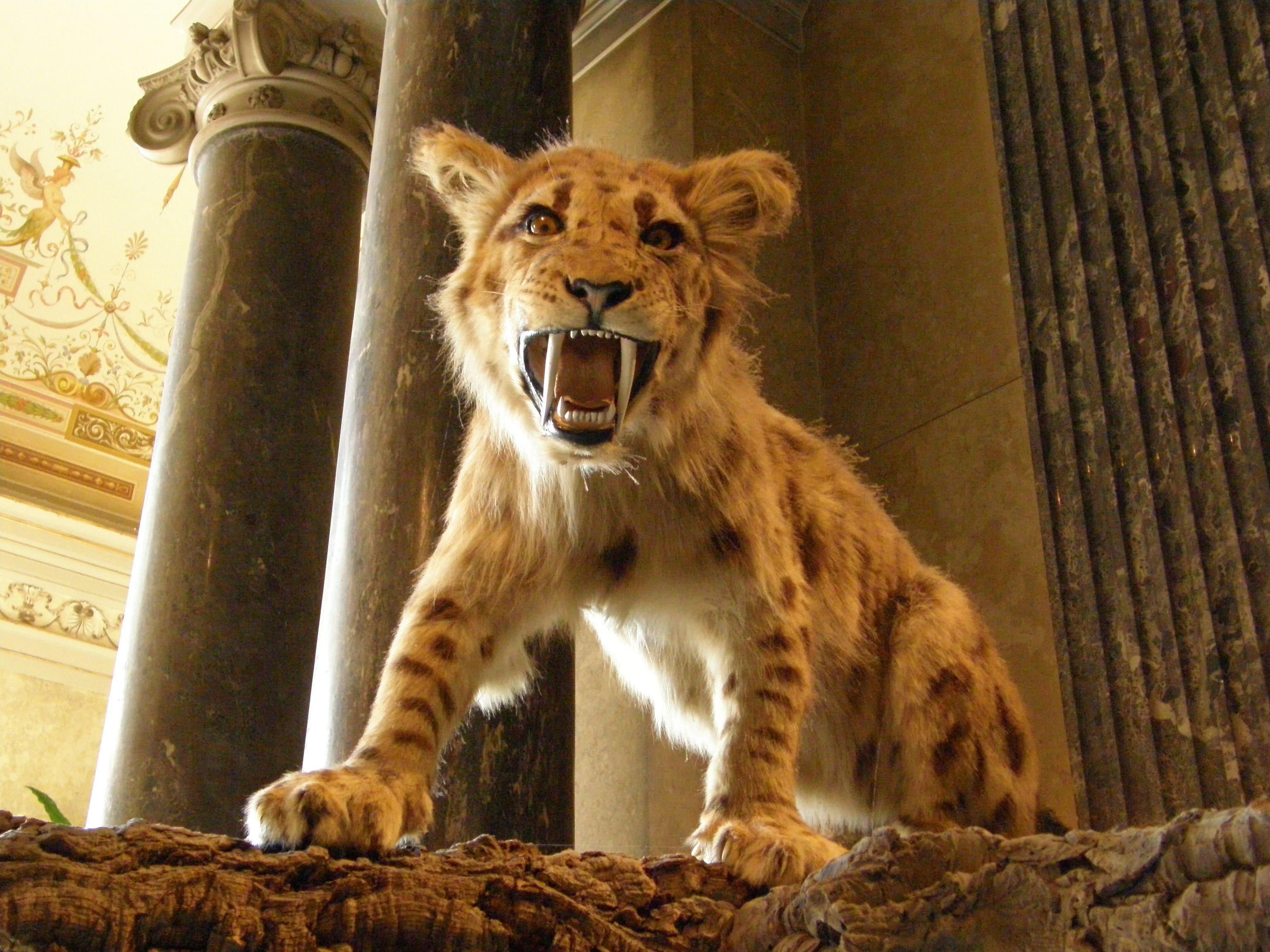 The Saber Tooth Cat Was Very Buff. kitty cats. Animales
