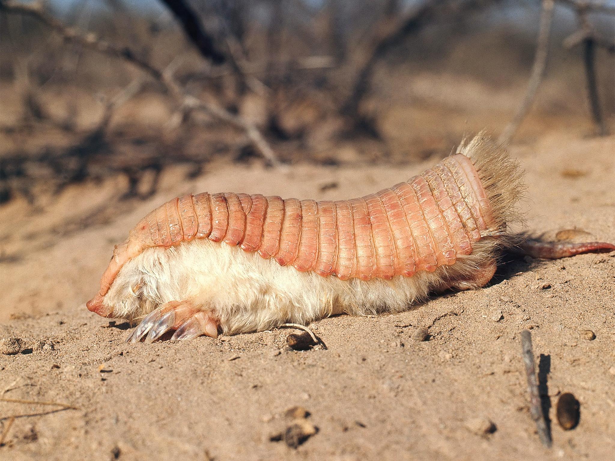 Ask Your Weird Animal Questions: What's a Pink Fairy Armadillo