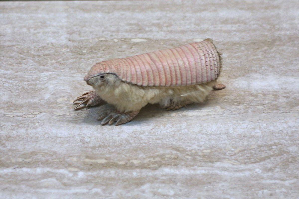 The Verge Review of Animals: the pink fairy armadillo