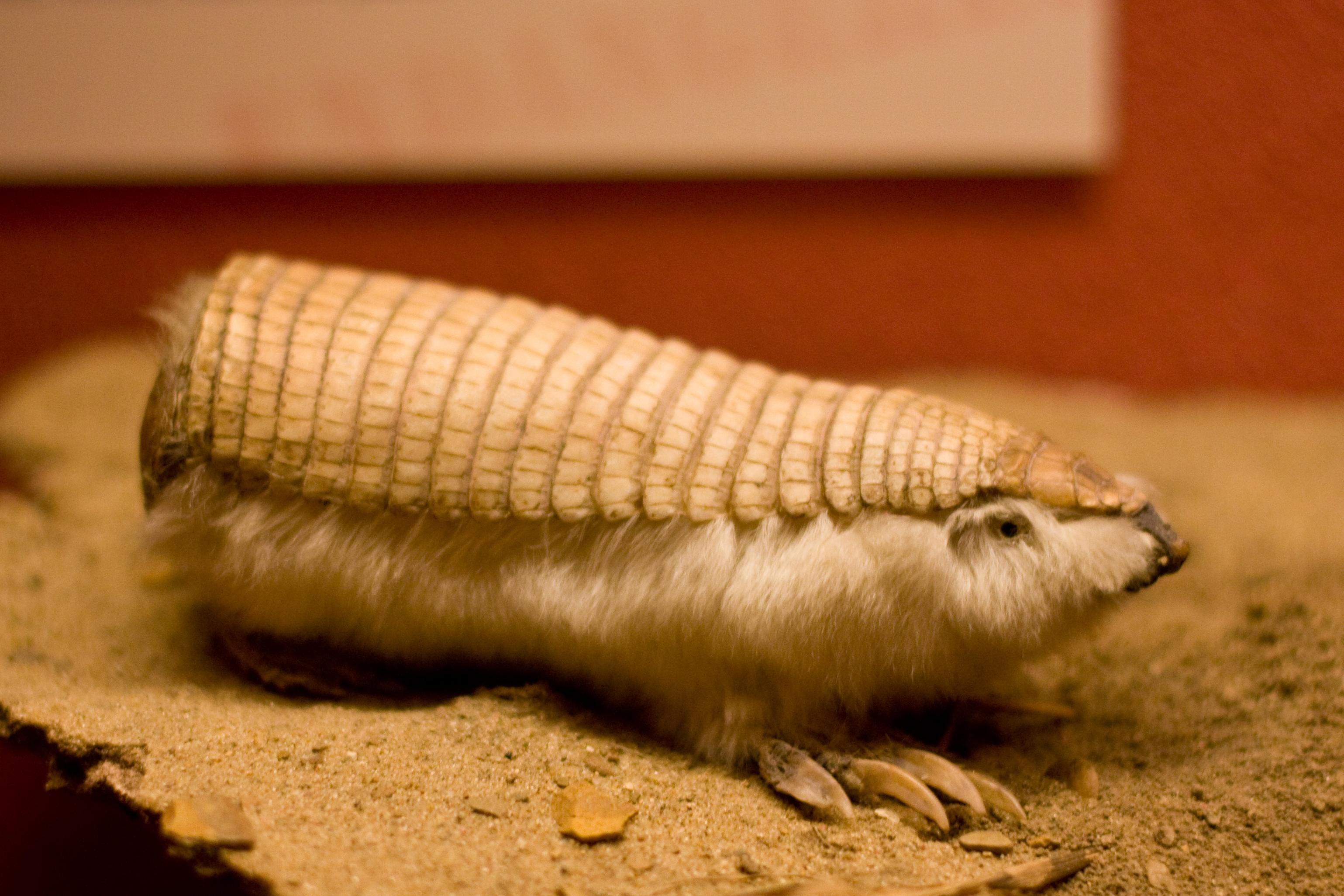Armadillo HD Wallpaper and Background Image