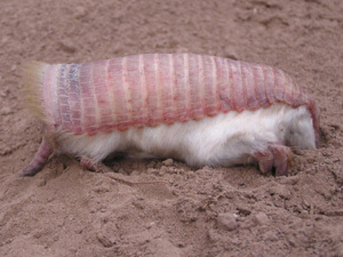 Pink Fairy Armadillo Wallpapers - Wallpaper Cave