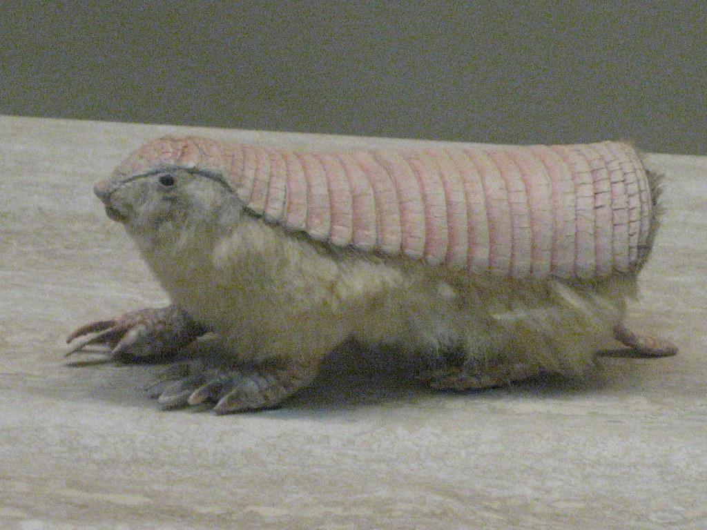 Pink Fairy Armadillo Wallpapers - Wallpaper Cave