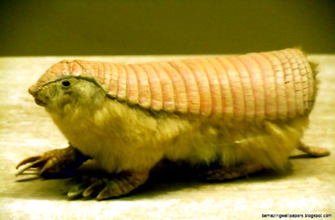 fairy armadillo