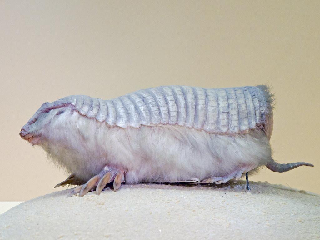 Pink Fairy Armadillo Wallpapers Wallpaper Cave Pink Fairy Armadillo Wallpapers Wallpaper Cave